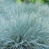 3er-Set - Festuca Glauca Compacta Blue - Blau-Schwingel - Produktbild-Vorschau 4