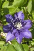 Clematis Multi Blue - Clematis Blauw - Ø15cm - ↕65cm Anteprima dell’immagine prodotto 13