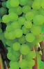 Vitis vinifera Venus - kernarme grünweiße Weintraube Produktbild-Vorschau 1