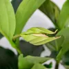 Medinilla magnefica - Kwiat klastrowy - Roślina doniczkowa Podgląd zdjęcia produktu 3
