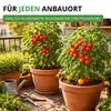 Tomatensamen Set - 10 Sorten Samen - Saatgut Sortiment - Produktbild-Vorschau 6