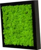 Moosbild mit echtem Islandmoos (schwarz 25x25 cm) Produktbild-Vorschau 1