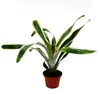Mini-Bromelien-Set "Nature's Touch" - 4 Pflanzen mit Produktbild-Vorschau 5