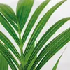 Bloomique - Howea Forsteriana - Kentia Palme - Produktbild-Vorschau 3