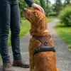 Pettorina anti-tiro per cani Belviona, pettorina a Y Anteprima dell’immagine prodotto 2