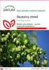 SAFLAX - skutočný chmeľ - Humulus lupulus - 50 Semená Náhľad obrázku produktu 1