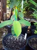 Tjampedak (Artocarpus integer)  – 1 kus Náhled obrázku produktu 4