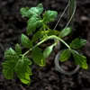 6 rotoli di filo metallico inossidabile per giardino, filo Anteprima dell’immagine prodotto 5