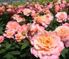Dehner Rose Edelrose Augusta Luise®, Züchter Tantau, Produktbild-Vorschau 5