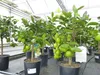 echte Caipi Limette Caipirinha Limettenbaum Citrus Lime 70 Produktbild-Vorschau 3