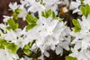 Rhododendron obtusum 'Kermesina Alba', weiß, 20–25 cm Produktbild-Vorschau 1