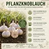 Pflanzknoblauch Primor 3 Knollen – aromatischer Knoblauch Produktbild-Vorschau 3