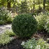 Bloomique - Lot de 2 - Ilex Crenata Jenny - Houx japonais - Voir les images du produit 6