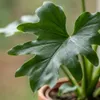 Green boutiQ - Zimmerpflanze - Philodendron - Philodendron Produktbild-Vorschau 4