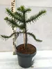 A small Araucaria araucana plant in a pot, with a ruler for scale. Produktbild-Vorschau