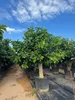 Sunny Tree Zitronenbaum XXL 200 cm - Perfekt für Gärten & Produktbild-Vorschau 2