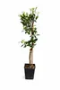 Hernandina Clementinenbaum 120–150 cm – Mediterraner Produktbild-Vorschau 4