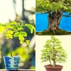 Exotische Bonsai Samen mit hoher Keimrate - Pflanzen Samen Produktbild-Vorschau 3