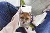 MuchoWow® Handyhülle Schutzhülle Hülle für iPhone 7 Fuchs - Produktbild-Vorschau 3