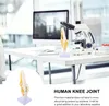 Anatomický model kostry, model kolenního kloubu, výukové Náhled obrázku produktu 4