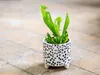 Gardners Sarracenia mix, priemer 9 cm Náhľad obrázku produktu 2