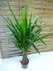 [Palmenlager]  Yucca elephantipes "Maya Tree" 100 cm - Produktbild-Vorschau 2