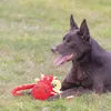 Beeztees Oktopus Amy - Hundespielzeug - Plüsch - Rot - Produktbild-Vorschau 3