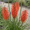 Stauden Gänge 3 x Kniphofia Kollektion - Fackellilie Produktbild-Vorschau 7