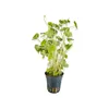 Hydrocotyle leucocephala  Brasiliansicher Wassernabel Produktbild-Vorschau 3