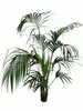 XXL Kentia Palme bis 220 cm – Howea forsteriana Produktbild-Vorschau 4