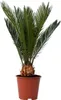 A potted Sago Palm plant against a white background. Podgląd zdjęcia produktu