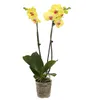 Dehner Schmetterlingsorchidee, zweitriebig, gelbe Blüten, Produktbild-Vorschau 3