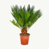Cycas revoluta – japonská palmovitá kapradina s cibulkou – Náhled obrázku produktu 2