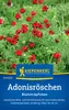 Kiepenkerl Adonisröschensamen Blutströpfchen Adonis Produktbild-Vorschau 1