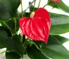 Dehner Waterplant Flamingoblume, Anthurium Red Champion, Produktbild-Vorschau 3