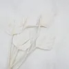 Palmenspeer Getrocknete - (Palm Spear) - Gebleicht Produktbild-Vorschau 5