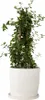 Säckelblume - Ceanothus thyrsiflorus Repens - Höhe 60-70cm Produktbild-Vorschau 7