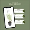 Plants by Frank | 24 Katzenminze Pflanzen | Nepeta Produktbild-Vorschau 5