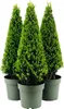 Cesmína vroubkovaná pyramida FloraSelf Ilex crenata 'Jenny' Náhled obrázku produktu 3
