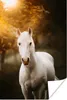 MuchoWow® Poster Pferd - Licht - Sonne 20x30 cm - Produktbild-Vorschau 1
