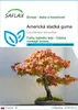 SAFLAX - Americká sladká guma - Liquidamber styraciflua - Náhľad obrázku produktu 1