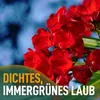 Close-up of red oleander flowers with text overlay. Voir les images du produit