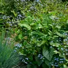 3x Brunnera macrophylla Staude, Blau, winterhart, 20 cm Produktbild-Vorschau 3