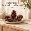 Maritima Zapfen 14-18 cm 20 Stück Pinus pinaster große Produktbild-Vorschau 7