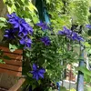 3 x Clematis The President (clematide rampicante): Anteprima dell’immagine prodotto 5
