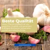 Kiepenkerl Winterpflanzknoblauch Messidrome - weiß Allium Produktbild-Vorschau 6