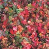 2 x  Euonymus fortunei 'Coloratus'  | 20-30 cm in Anteprima dell’immagine prodotto 2