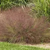Stauden Gänge 1 x Eragrostis spectabilis im 1 Liter Topf - Produktbild-Vorschau 4