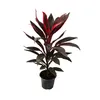 zestaw 3 Cordyline fruticosa, lilia klubowa w doniczce 12 Podgląd zdjęcia produktu 3