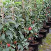 A row of potted apple trees with red apples. Produktbild-Vorschau